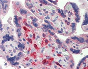 Immunohistochemistry (Formalin/PFA-fixed paraffin-embedded sections) - Anti-Yes1 antibody (AB109744)