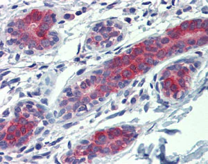 Immunohistochemistry (Formalin/PFA-fixed paraffin-embedded sections) - Anti-Yes1 antibody (AB109744)