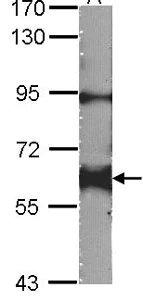 Western blot - Anti-Yes1 antibody (AB109744)