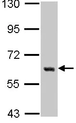 Western blot - Anti-Yes1 antibody (AB109744)