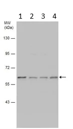Western blot - Anti-Yes1 antibody (AB152108)