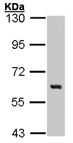 Western blot - Anti-Yes1 antibody (AB152108)