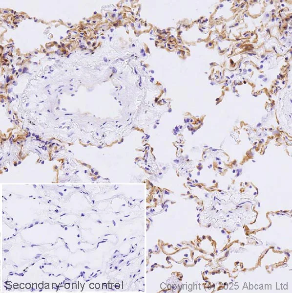 Immunohistochemistry (Frozen sections) - Anti-Yes1 antibody [EPR3172] (AB133314)