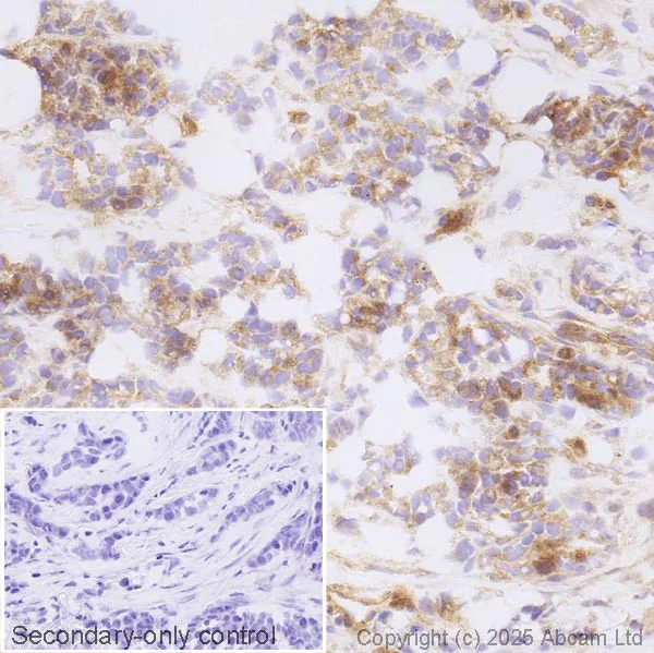 Immunohistochemistry (Frozen sections) - Anti-Yes1 antibody [EPR3172] (AB133314)