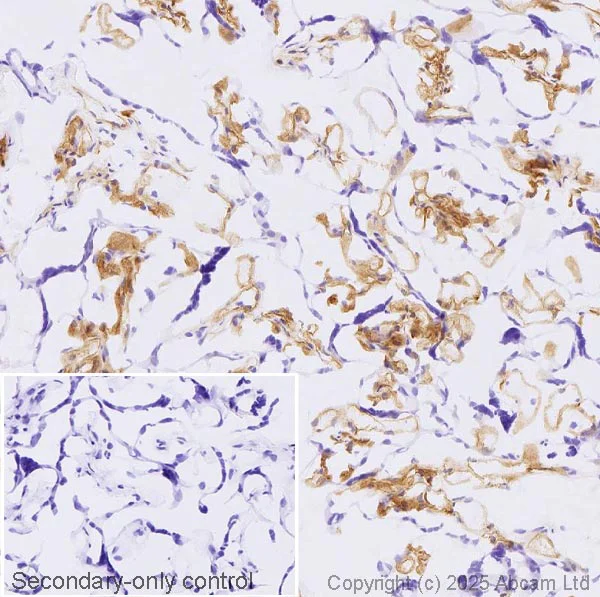 Immunohistochemistry (Frozen sections) - Anti-Yes1 antibody [EPR3172] (AB133314)
