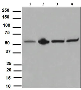 Western blot - Anti-Yes1 antibody [EPR3172] - BSA and Azide free (AB248467)