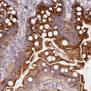 Immunohistochemistry (Formalin/PFA-fixed paraffin-embedded sections) - Anti-YIF1B antibody (AB188127)