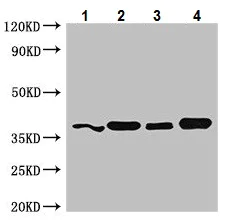 Western blot - Anti-YIPF3 antibody (AB223505)