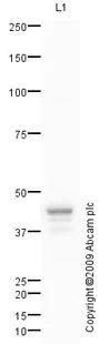 Western blot - Anti-YKL-40/CHI3L1 antibody (AB77528)