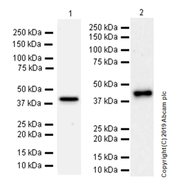 Western blot - Anti-YKL-40/CHI3L1 antibody [EPR19078-157] (AB255297)