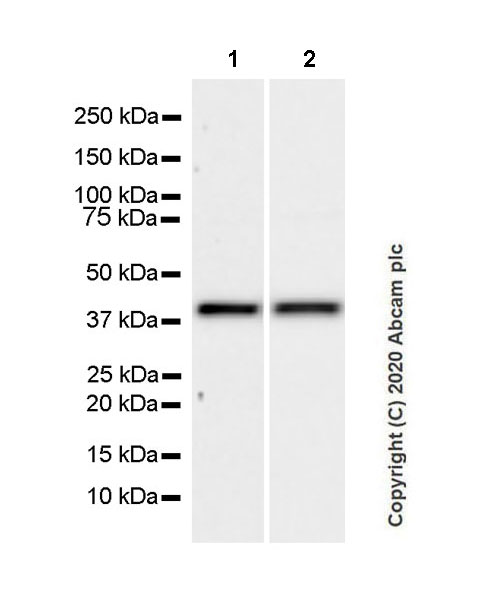 Western blot - Anti-YKL-40/CHI3L1 antibody [EPR23891-162] - BSA and Azide free (AB278105), expandable thumbnail