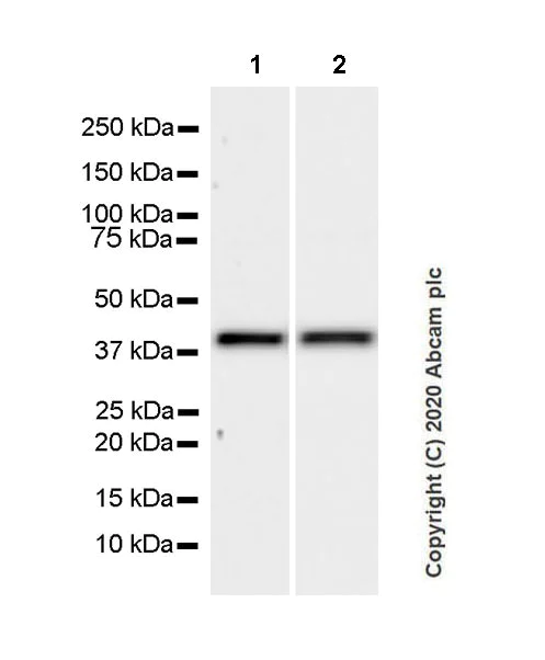 Western blot - Anti-YKL-40/CHI3L1 antibody [EPR23891-162] - BSA and Azide free (AB278105)