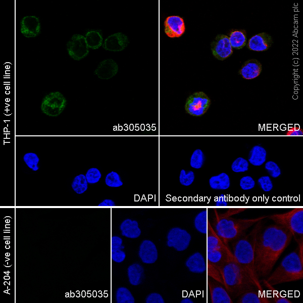 Immunocytochemistry - Anti-YKL-40/CHI3L1 antibody [EPR27396-56] (AB305035), expandable thumbnail