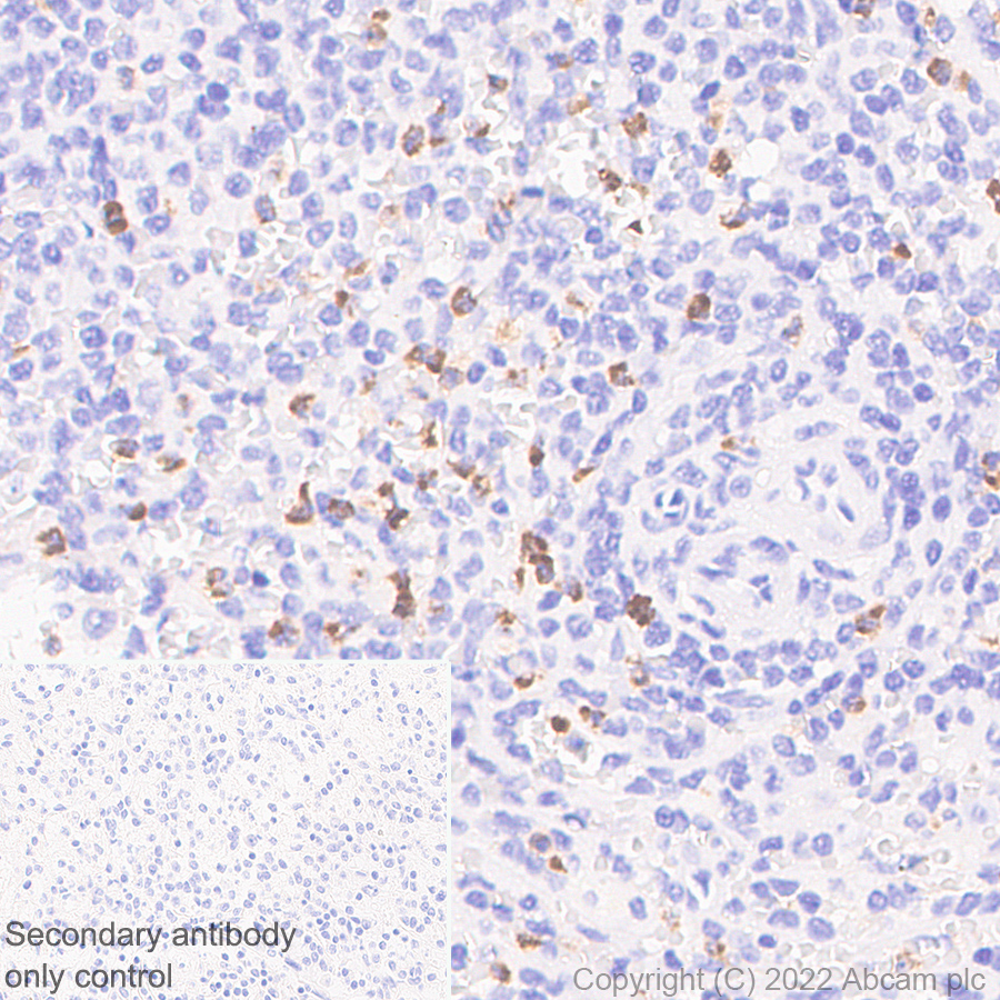 Immunohistochemistry - Anti-YKL-40/CHI3L1 antibody [EPR27396-56] (ab305035), expandable thumbnail