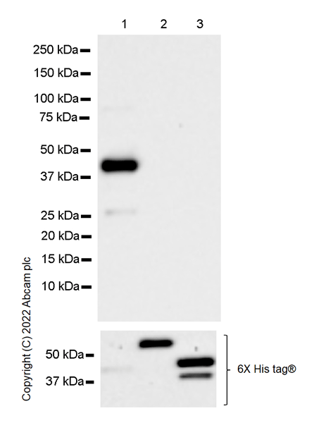 Western blot - Anti-YKL-40/CHI3L1 antibody [EPR27396-56] (AB305035), expandable thumbnail