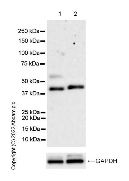 Western blot - Anti-YKL-40/CHI3L1 antibody [EPR27396-56] (AB305035), expandable thumbnail