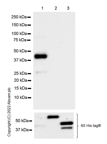 Western blot - Anti-YKL-40/CHI3L1 antibody [EPR27396-56] - BSA and Azide free (AB305036)