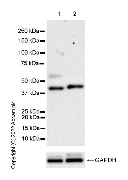 Western blot - Anti-YKL-40/CHI3L1 antibody [EPR27396-56] - BSA and Azide free (AB305036)