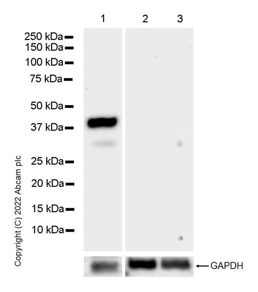 Western blot - Anti-YKL-40/CHI3L1 antibody [EPR27396-56] - BSA and Azide free (AB305036)