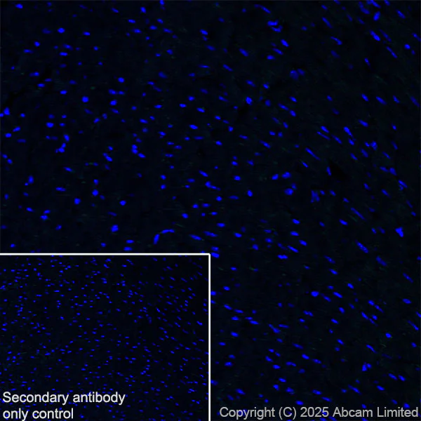 Immunohistochemistry (Frozen sections) - Anti-YKL-40/CHI3L1 antibody [EPR29069-26] - BSA and Azide free (AB324461)
