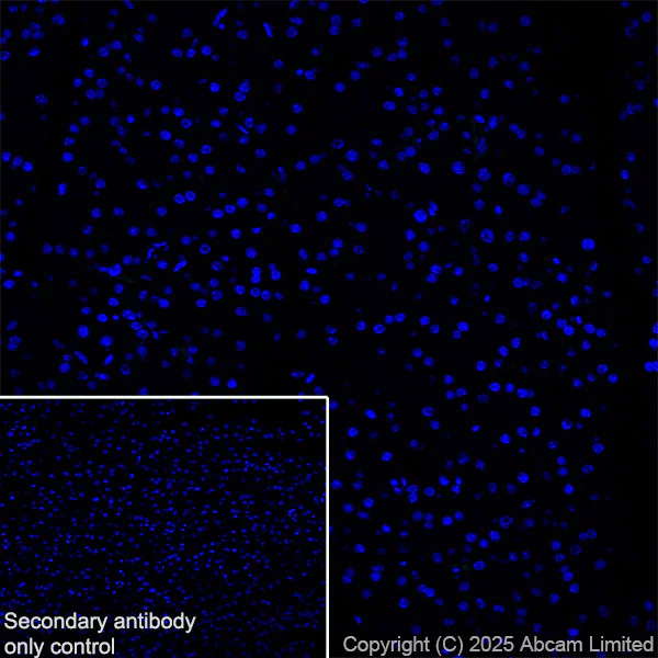 Immunohistochemistry (Frozen sections) - Anti-YKL-40/CHI3L1 antibody [EPR29069-26] - BSA and Azide free (AB324461)