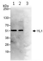 Immunoprecipitation - Anti-YL1 antibody (AB112055)
