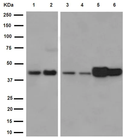 Western blot - Anti-Ym-1 + Ym-2 antibody [EPR15263] (AB192029)