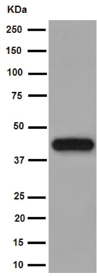 Western blot - Anti-Ym-1 + Ym-2 antibody [EPR15263] (AB192029)