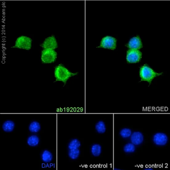 Immunocytochemistry/ Immunofluorescence - Anti-Ym-1 + Ym-2 antibody [EPR15263] - BSA and Azide free (AB227110)