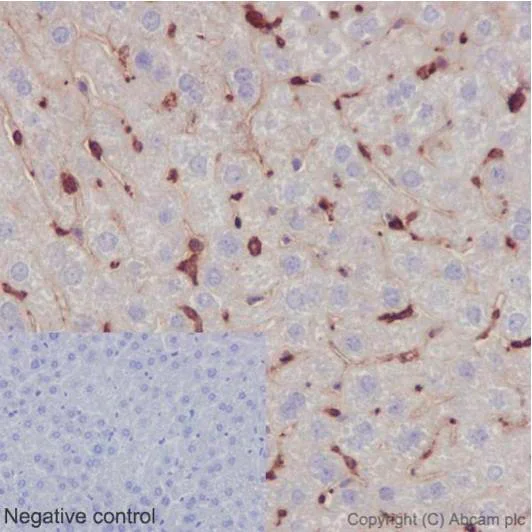 Immunohistochemistry (Formalin/PFA-fixed paraffin-embedded sections) - Anti-Ym-1 + Ym-2 antibody [EPR15263] - BSA and Azide free (AB227110)