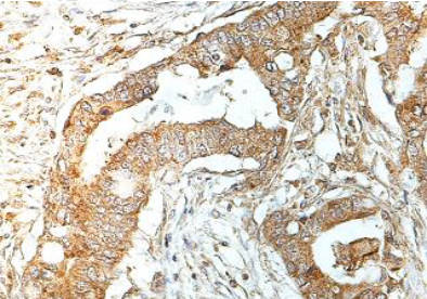 Immunohistochemistry (Formalin/PFA-fixed paraffin-embedded sections) - Anti-YME1L1 antibody (AB170123)