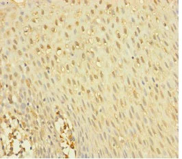 Immunohistochemistry (Formalin/PFA-fixed paraffin-embedded sections) - Anti-YME1L1 antibody (AB234744)