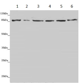 Western blot - Anti-YME1L1 antibody (AB234744), expandable thumbnail