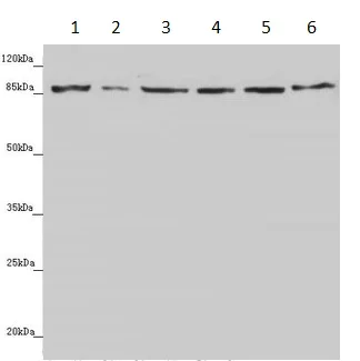 Western blot - Anti-YME1L1 antibody (AB234744)