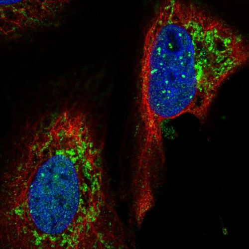 Immunocytochemistry/ Immunofluorescence - Anti-YME1L1 antibody (AB244533)