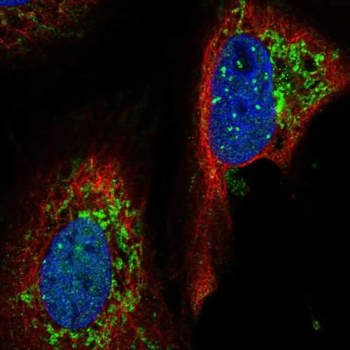 Immunocytochemistry/ Immunofluorescence - Anti-YME1L1 antibody (AB244533)
