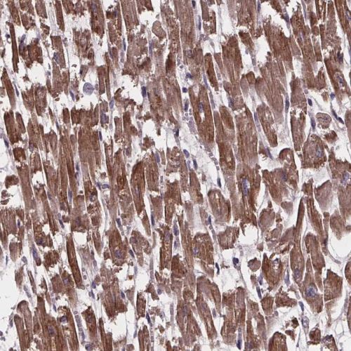 Immunohistochemistry (Formalin/PFA-fixed paraffin-embedded sections) - Anti-YME1L1 antibody (AB244533)