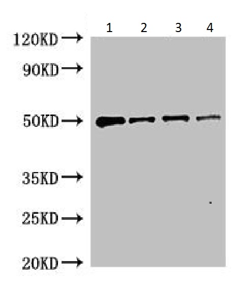 Western blot - Anti-YopM antibody (AB225950)