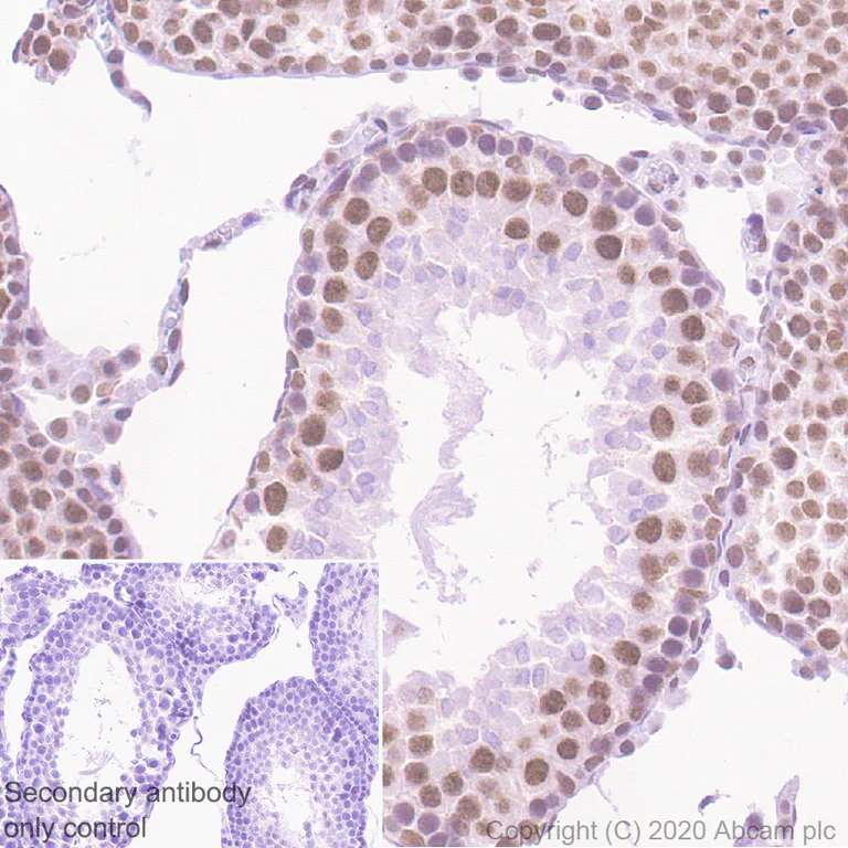 Immunohistochemistry (Formalin/PFA-fixed paraffin-embedded sections) - Anti-YTHDC1 antibody [EPR21821-213] - BSA and Azide free (AB282289)
