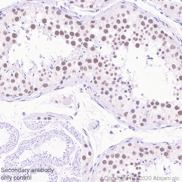 Immunohistochemistry (Formalin/PFA-fixed paraffin-embedded sections) - Anti-YTHDC1 antibody [EPR21821-213] - BSA and Azide free (AB282289)