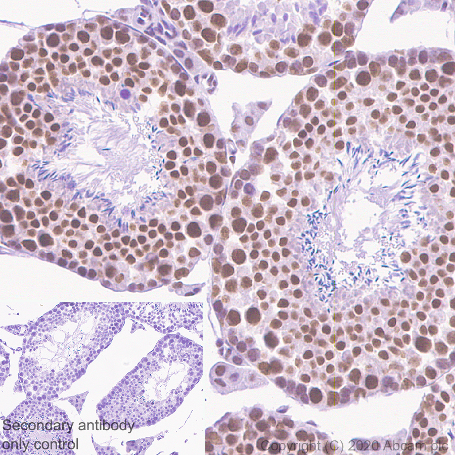 Immunohistochemistry (Formalin/PFA-fixed paraffin-embedded sections) - Anti-YTHDC1 antibody [EPR21821-213] - BSA and Azide free (AB282289), expandable thumbnail