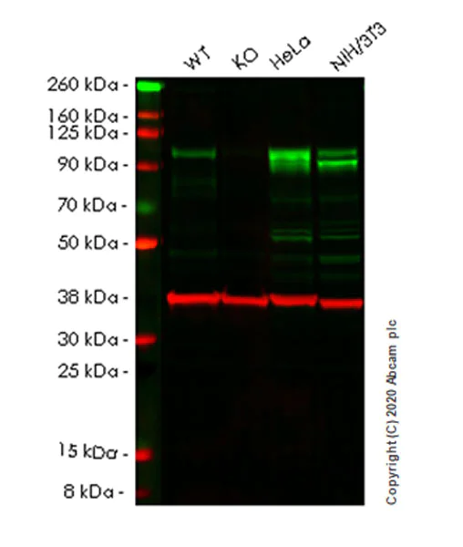 Western blot - Anti-YTHDC1 antibody [EPR21821-213] - BSA and Azide free (AB282289)