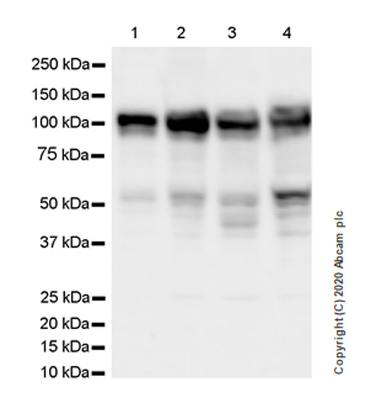 Western blot - Anti-YTHDC1 antibody [EPR21821-213] - BSA and Azide free (AB282289), expandable thumbnail