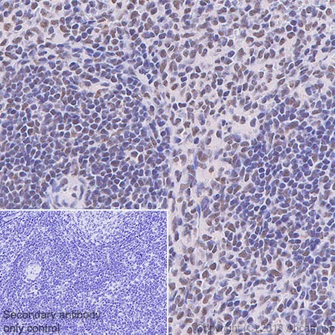 Immunohistochemistry (Formalin/PFA-fixed paraffin-embedded sections) - Anti-YTHDC1 antibody [EPR21821] (AB220159)