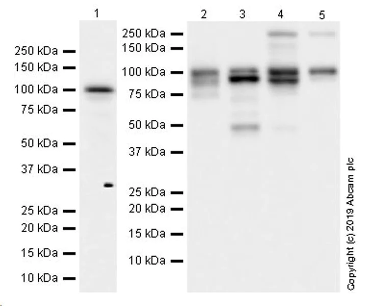Western blot - Anti-YTHDC1 antibody [EPR21821] (AB220159)