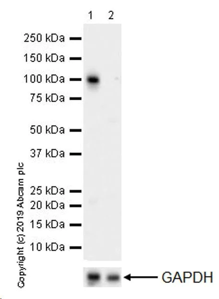 Western blot - Anti-YTHDC1 antibody [EPR21821] (AB220159)