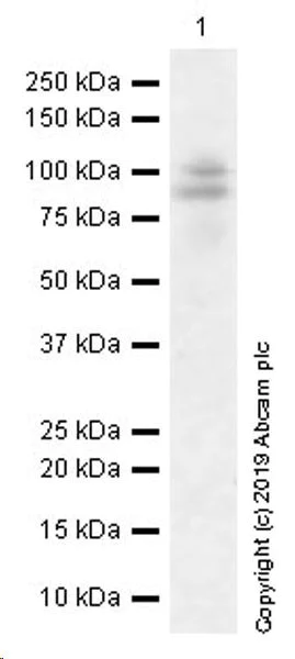 Western blot - Anti-YTHDC1 antibody [EPR21821] (AB220159)