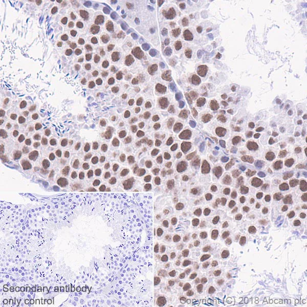 Immunohistochemistry (Formalin/PFA-fixed paraffin-embedded sections) - Anti-YTHDC1 antibody [EPR21821] - BSA and Azide free (AB251648)