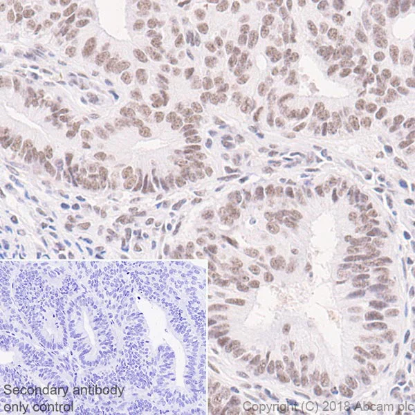 Immunohistochemistry (Formalin/PFA-fixed paraffin-embedded sections) - Anti-YTHDC1 antibody [EPR21821] - BSA and Azide free (AB251648)