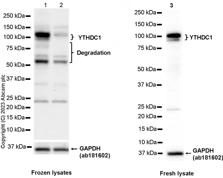 Western blot - Anti-YTHDC1 antibody [RM1107] - BSA and Azide free (AB316217)